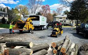 Best Tree Preservation Services  in Wren, AR